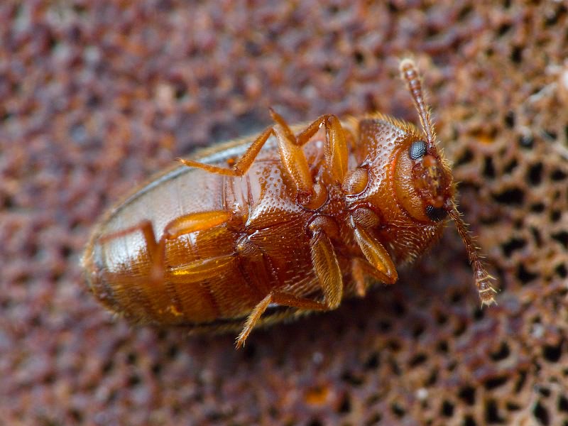 Triphyllus bicolor (Fabricius, 1777)
